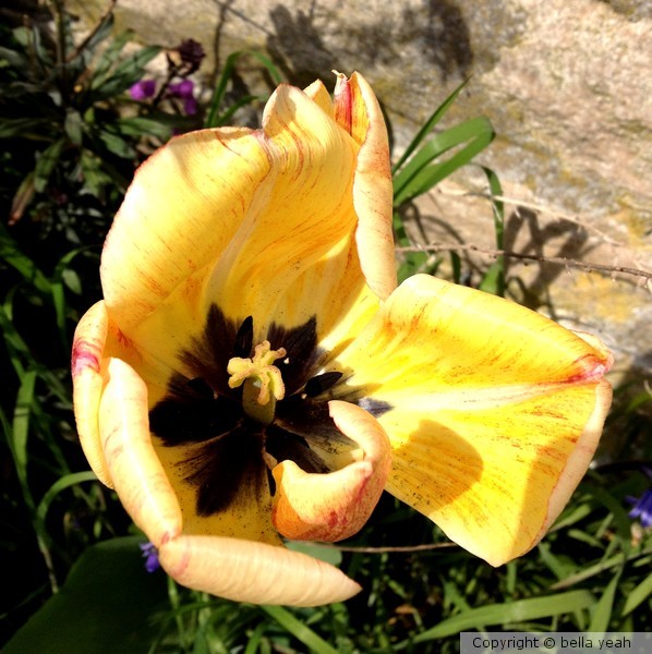 yellow tulip