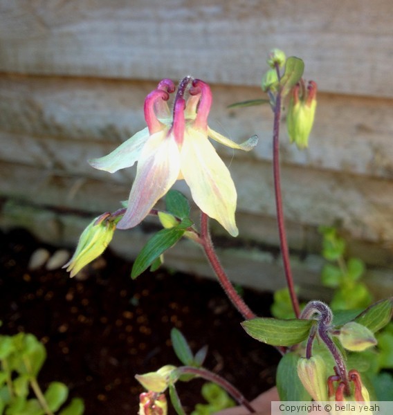 wild aquilegia