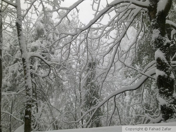 Snow-clad branches at Jheeka Gali.