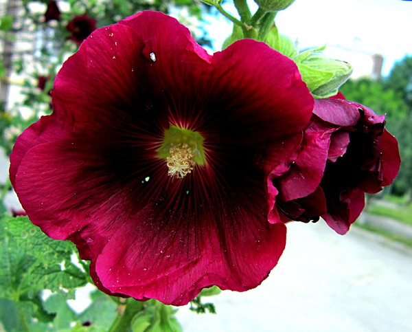 Flowers