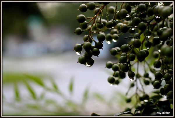 morning dew