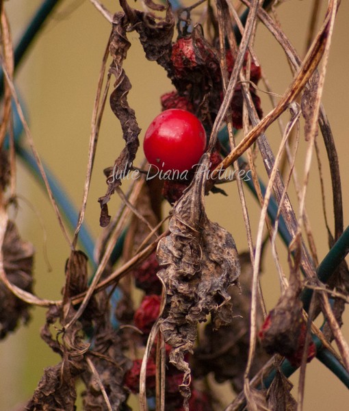 Still Life