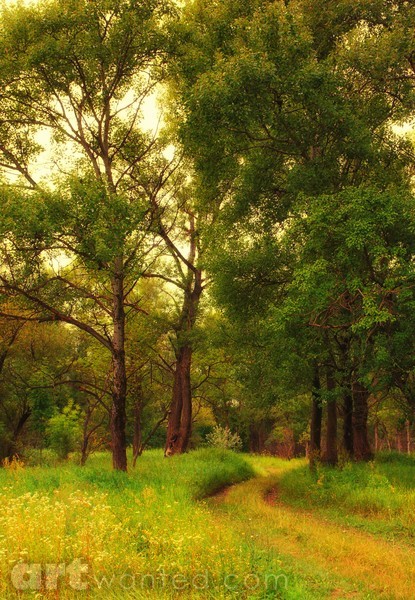 Footpath in forest