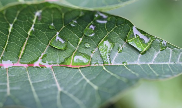 drops