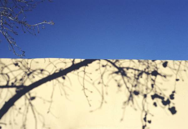 Little Branch Big Shadow