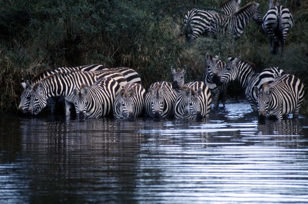Zebras at the Mara river