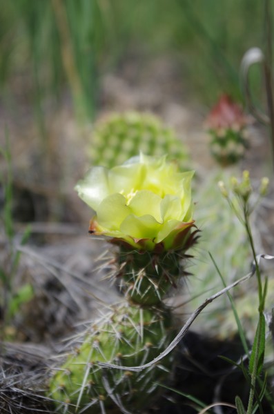Cactus II