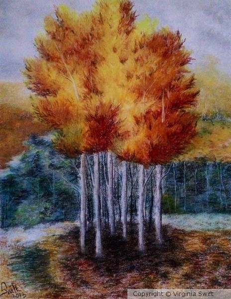 Birch Trees for Brea