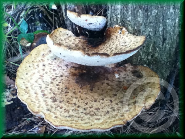More fungis!!  :)