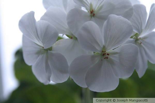 Growing in Winter