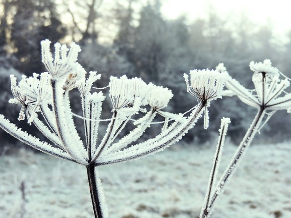 Before the thaw