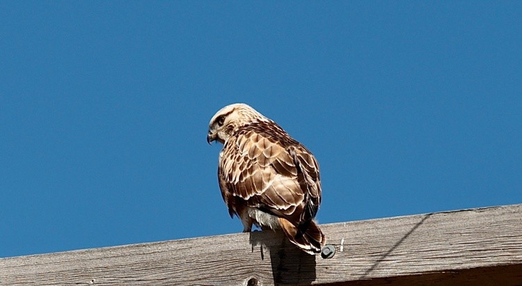 rough Legged Hawk, male 