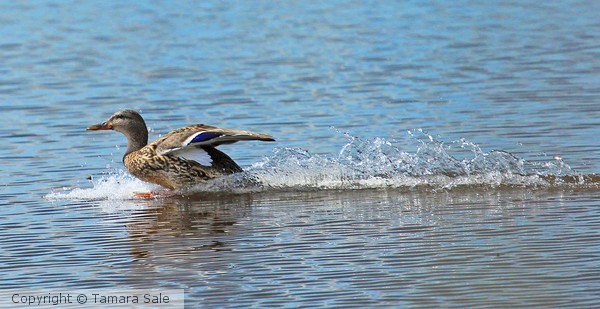 Waterskiing Mallard