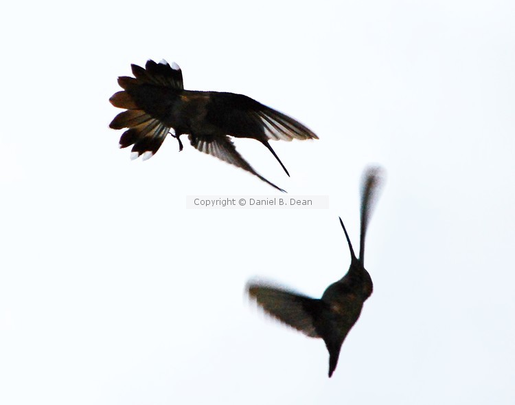 Battling Hummingbirds