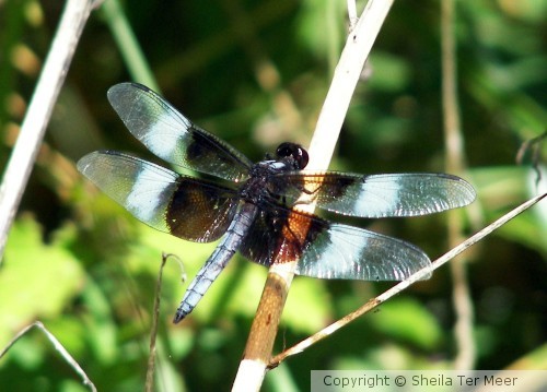 Dragonfly
