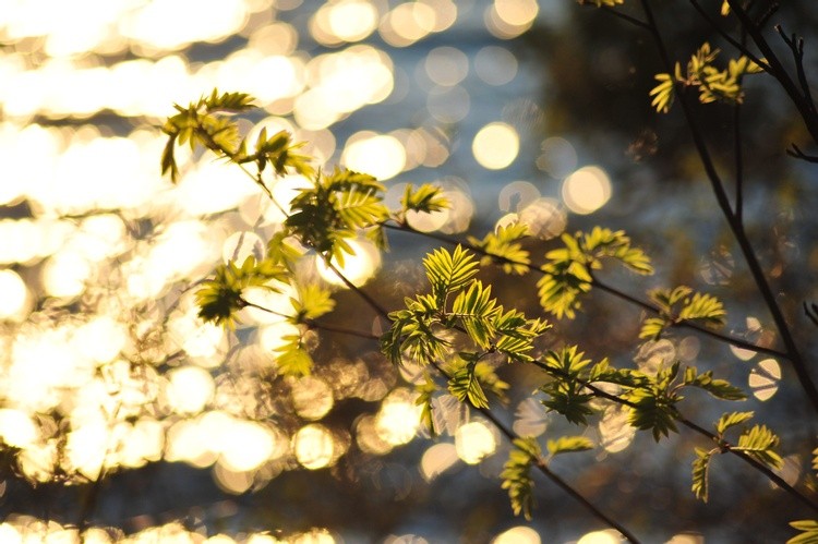 Spring Glow