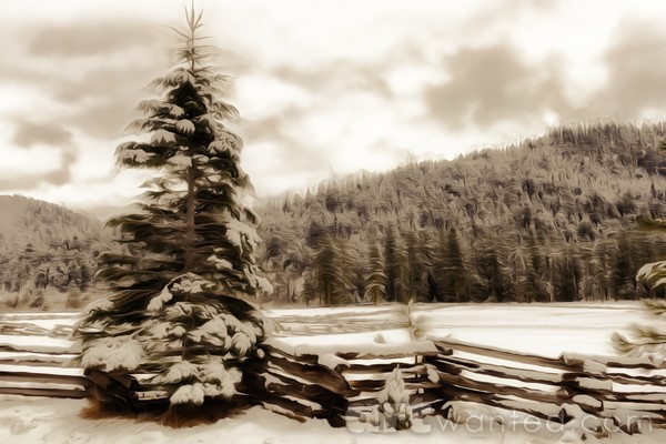 Snow Covered Alpine Forest