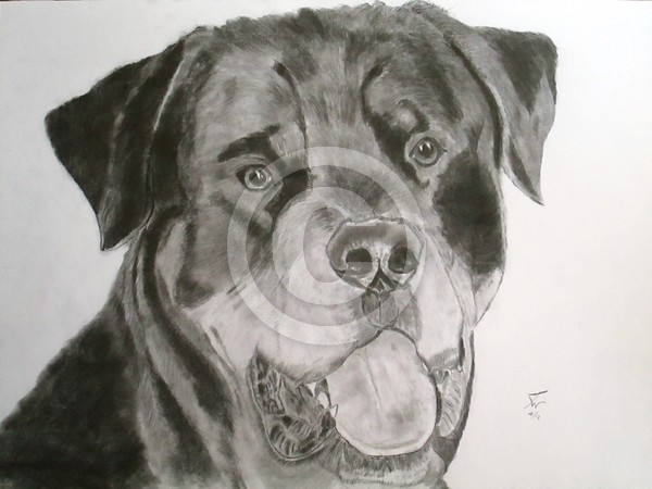 24.Rotty fin