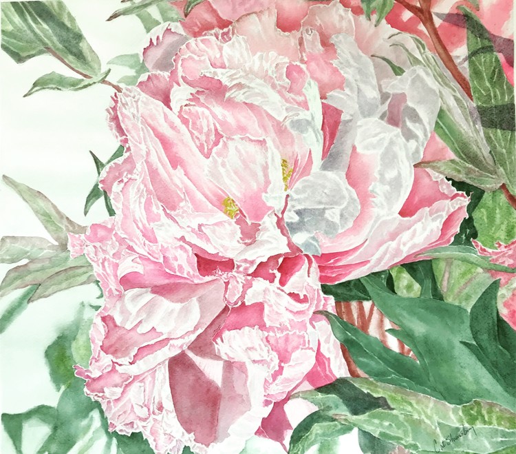 Pink Peony