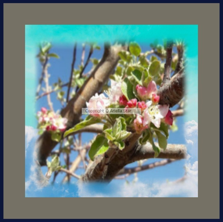 Apple blossom