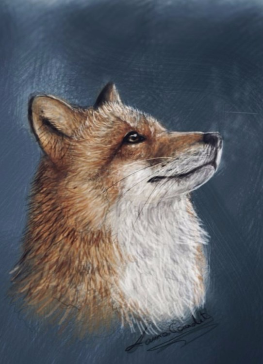 A fox