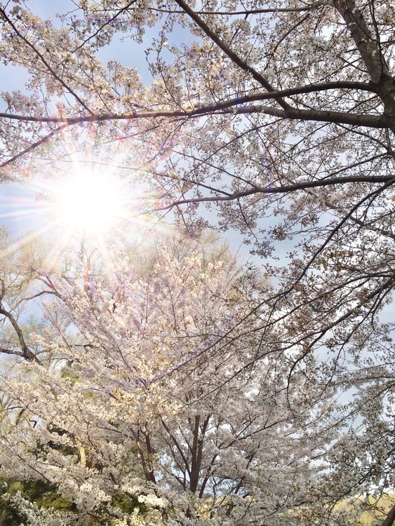 Sun through Dogwoods 