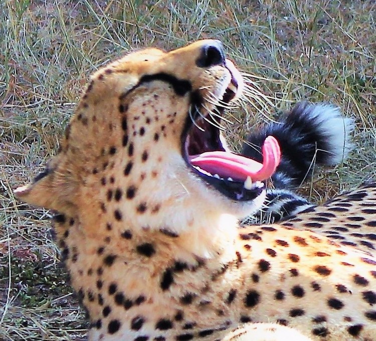 Big Yawn - Cheetah