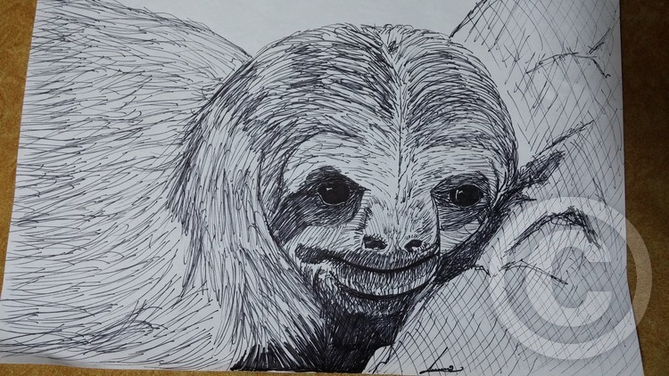 sloth