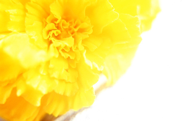 marigold macro
