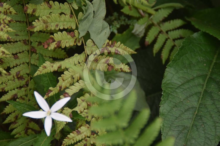 Malaysian Flowers