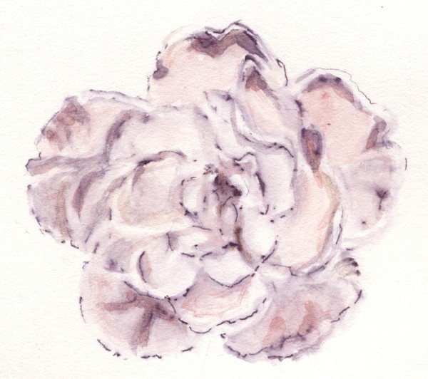 Pink Rose Watercolor
