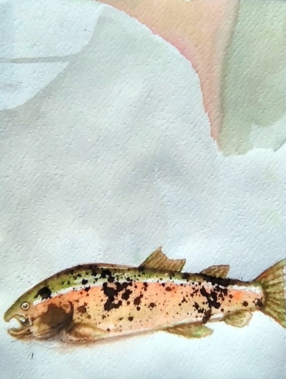 Rainbow Trout Watercolor