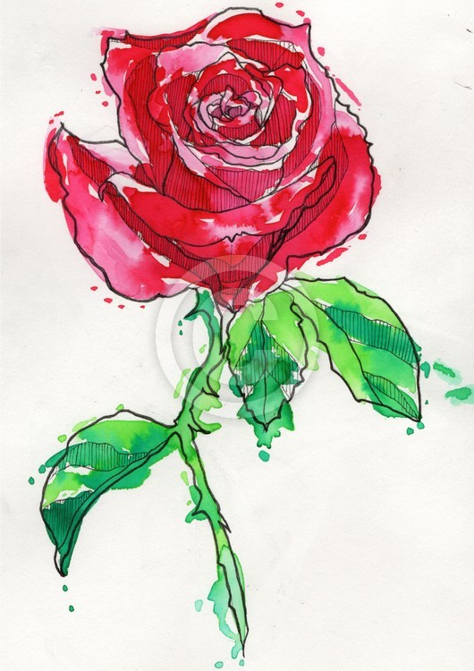 roses are red