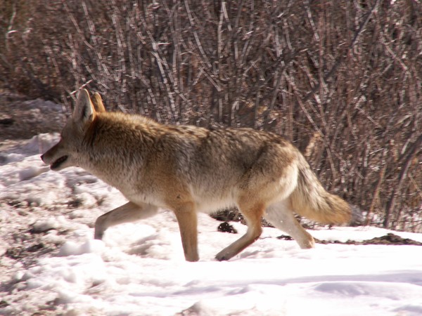 Coyote.. not ugly!