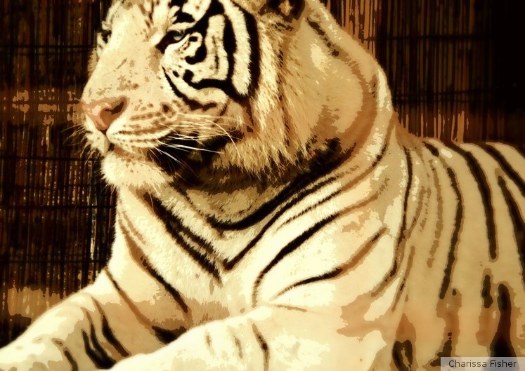 White Tiger