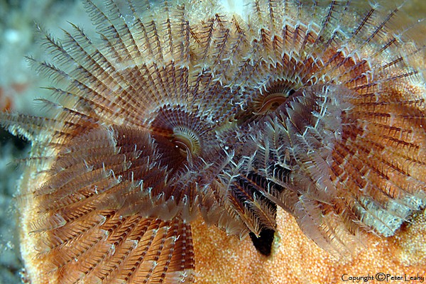 Feather Duster Worm