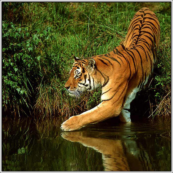 Amoer Tiger