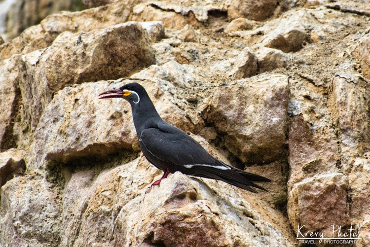 Inca Tern