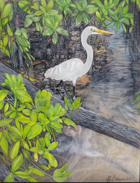 Mangrove Morning 