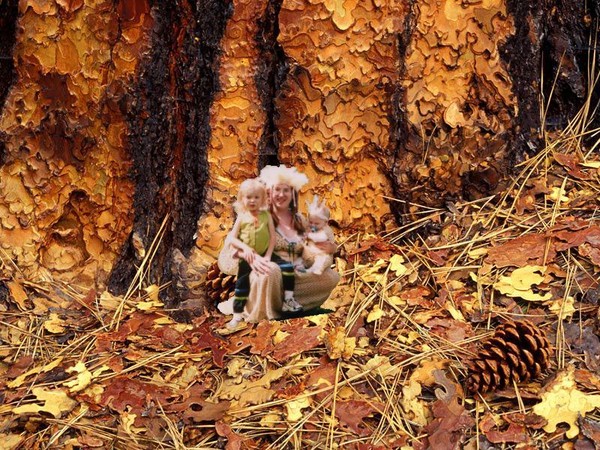 Pine Fairies