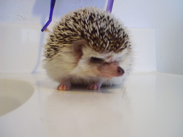 Prickleball the Hedgehog 1