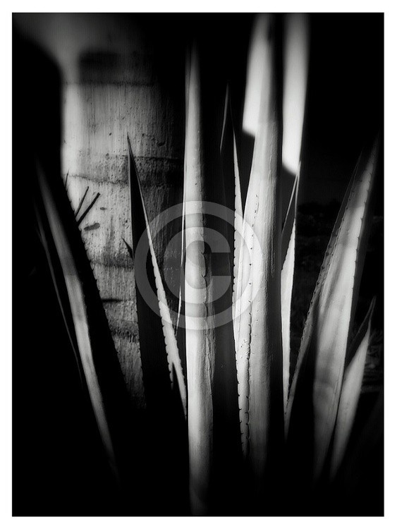 Cactus & Palm Tree