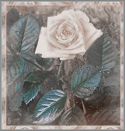 ...Obaby rose