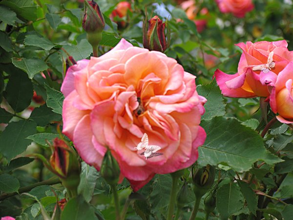 Wichita Botanical Gardens