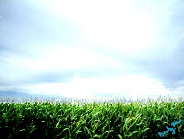 more corn