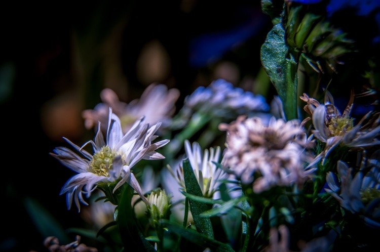 bouquet macro