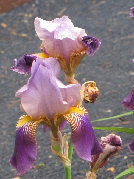 Iris