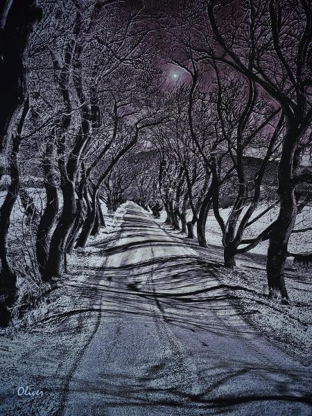 Frosted Lane