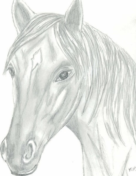 Horses Head