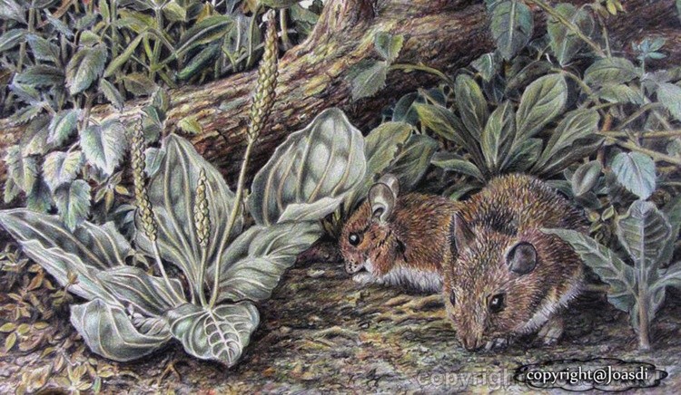 Two fieldmouses